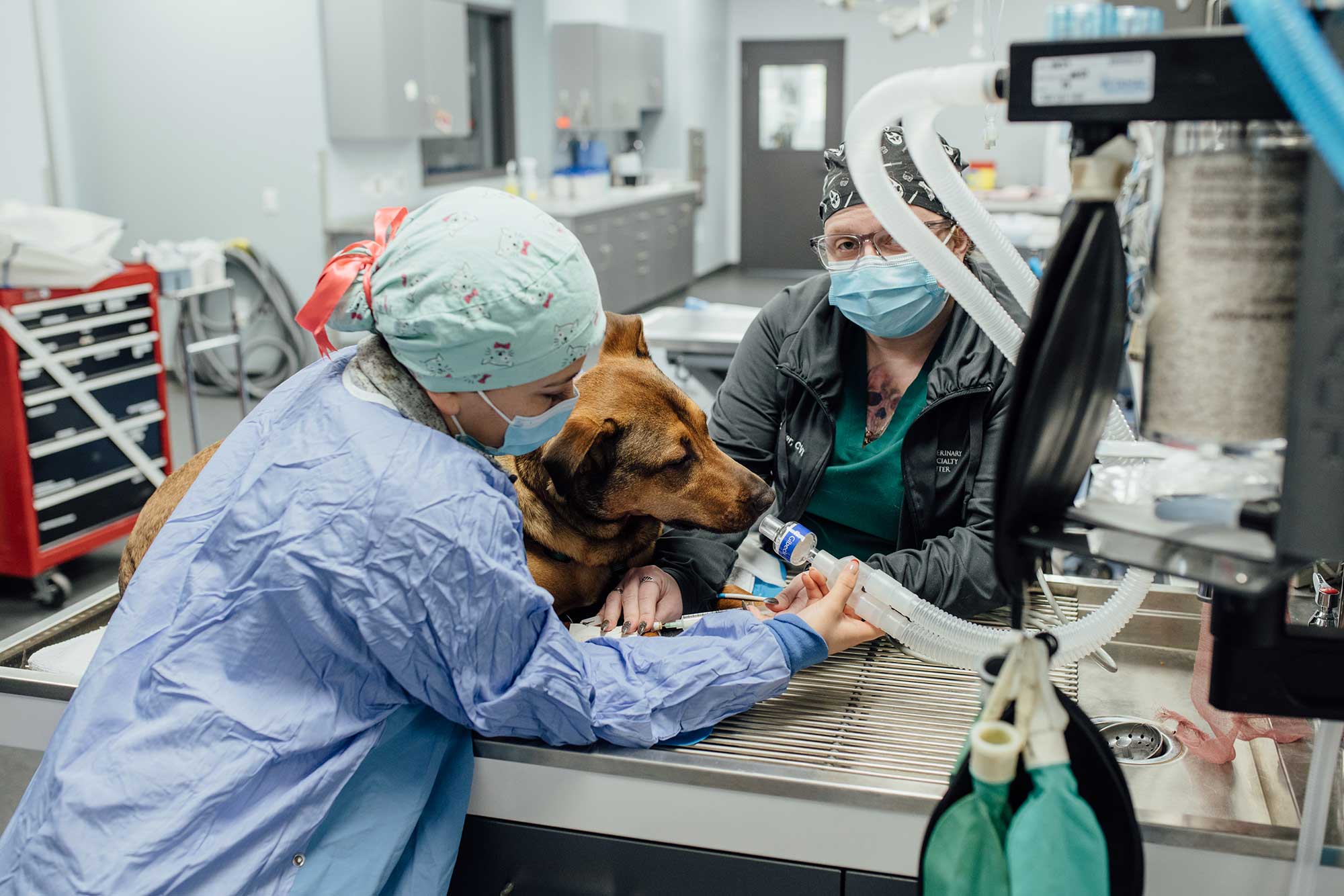Veterinary Surgical Instruments